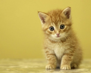 Fond ecran : Petit chaton mignon - Id : 3392 - Rubrique de l'image ...