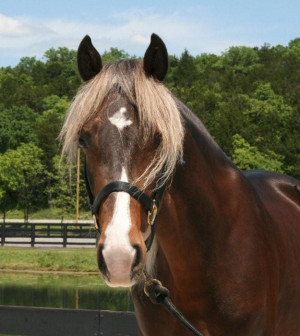 Saddlebred Horses For Sale