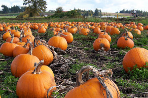 Pumpkin Patches and Fall Festivals