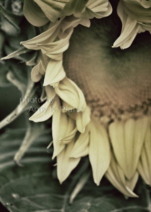 ... Sunflowers Photographers, Autumn Gardens, Fade Sunflowers, Autumn