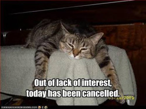 funny pictures cat cancels today