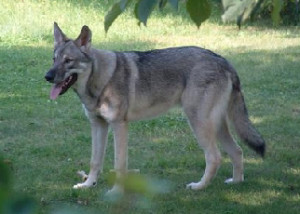 Wolf Hybrid German Shepherd Dog