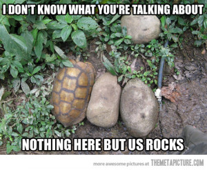 Turtle Funny Pictures Quotes Photos Images Pics