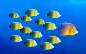 tropical fish quotes