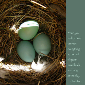 Bluebird Eggs With Buddha Quote Photograph