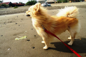 BoomBoom, half-Pomeranian, half-Japanese Spitz