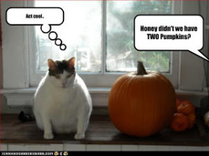 Wow that cat really does look like a pumpkin, most likely from eating ...