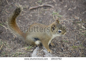 Golden-mantled ground squirrel Stock Photos, Illustrations, and Vector ...