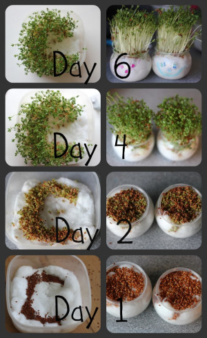 by day 6 the cress had grown fully and it was time to