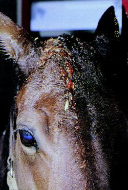 lindsay lohan bikini photos