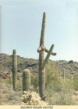 funny cactus picture