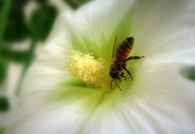 Home > Insects > bees > love flowers quotes honey bees life majd elhaj ...