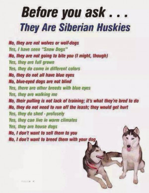 Siberian Saturday - It's not a wolf, it's a husky!