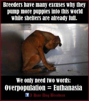 ... shelters are already full.We only need two words: Overpopulation