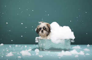 puppy-in-foam-bath
