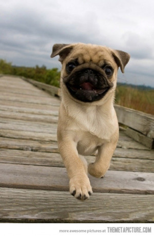 Funny photos funny pug puppy dog happy