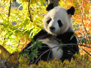 Giant Panda relaxing on a beautiful fall day at the Washington D.C ...