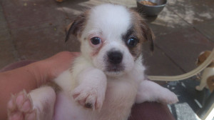 For Sale Dogs Chihuahua One