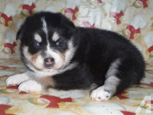 Puppies = Siberian Husky + Pomeranian ...ready early January for sale ...