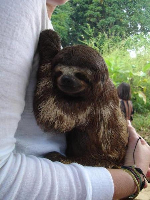 Cute Little Three Toed Sloth