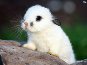 Wallpapers / Animals / Rabbits