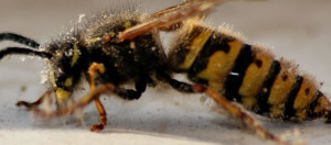 Insect Control Derby - Wasp Control Derby - Fly Control Derby - Ants ...