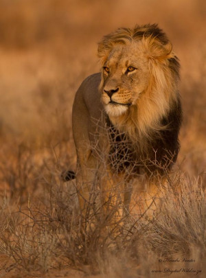 Golden Lion by Hendri Venter, via 500px