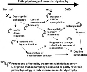 DMD - Duchenne Muscular Dystrophy
