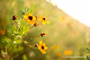 ... the radical cross by a w tozer from the forward by ravi zacharias