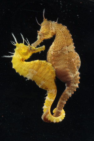 Lined seahorses vary in color, pattern and ornamentation