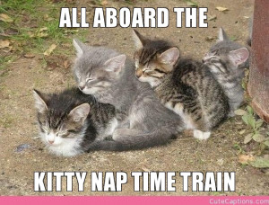ALL ABOARD THE, KITTY NAP TIME TRAIN