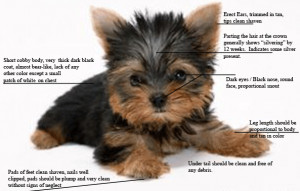 Yorkshire Terrier Puppies 02