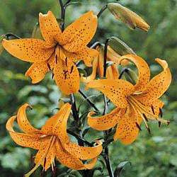 33460951_orange-tiger-lily---lily-bulbs---flower-bulbs---gurneys-.jpg