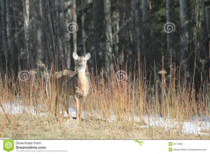 Wild Whitetail Deer Doe...