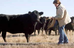Flint Hlls rancher Debbie Lyons-Blythe gives her cattle a treat during ...