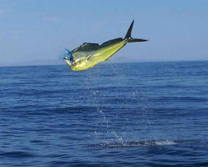 ... Offshore, Nov. 25 - Wahoo Action Slows - Marlin pick up the Slack