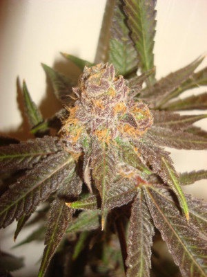 Grape Ape Yield Picfly Html