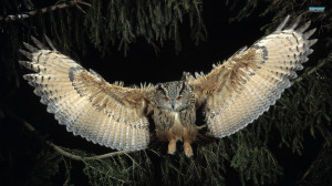 Flying Owl HD Wallpaper #4157