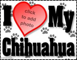 Chihuahua Quotes