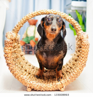 Happy Basset Hounds Puppies