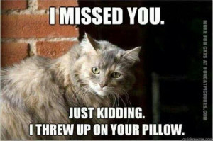 funny cat pics missed you