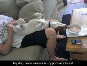 Funny dog – Never misses an opportunity to eat