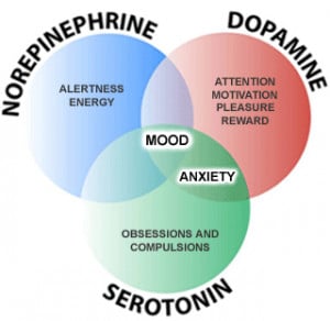 neurotransmitters - dopamine and norepinephrine - also affect mood ...