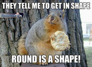 funny fat squirrel picture