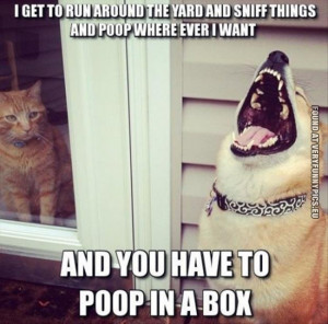you have to poop in a box dog cat