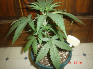 MichMedicalMarijuanaGrowersForum