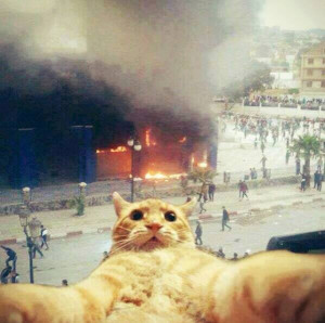 Crazy Cat Selfie
