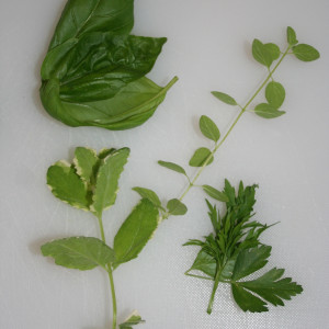 home fresh herbs herbs fresh sage