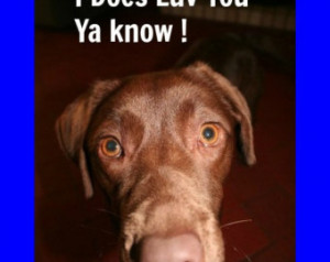 Chocolate Labrador Valentine Birthd ay Card ...