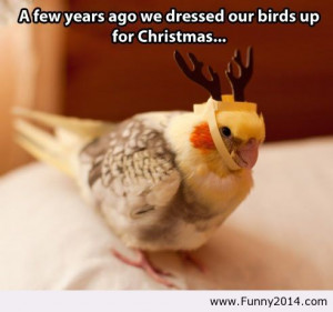 ... Christmas Bird | Funny 2014 - Funny Pictures 2014, Funny Quotes 2014